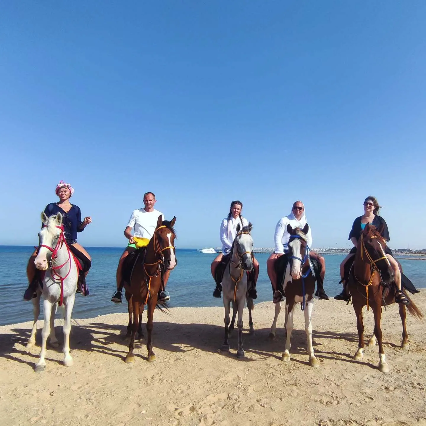 Swimming with Arabian horses in the Red Sea, Hurghada